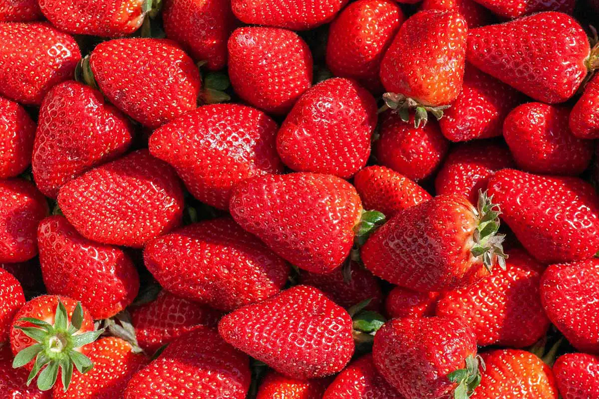 a bunch of strawberries